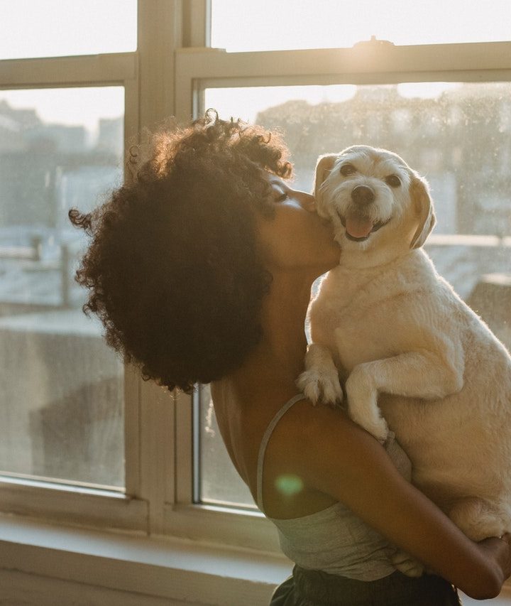 Top 10 Essential Things Should Be Remembered While Shifting The Pets
